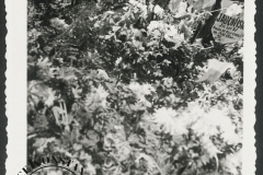 Pogrzeb Powstańców Warszawskich w Powsinie 28 marca 1945 r.