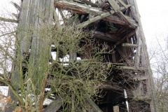 Wiatrak w łęgu,  ok. 2009