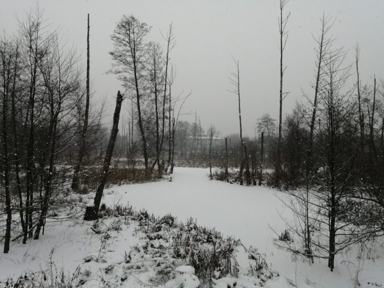 Wydrza kłoda